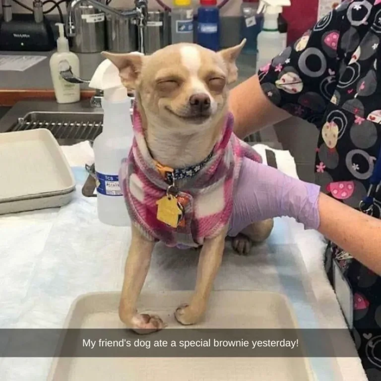 40 Times Vets Encountered the Cutest Pets at Work and Just Had to Take a Picture