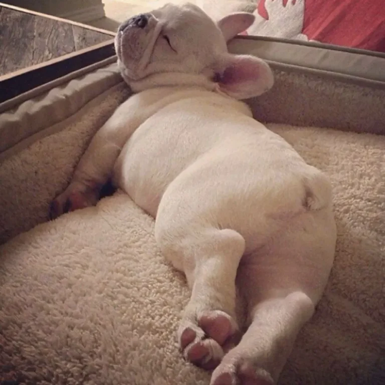 45 Puppies That Fell Asleep in the Funniest Places