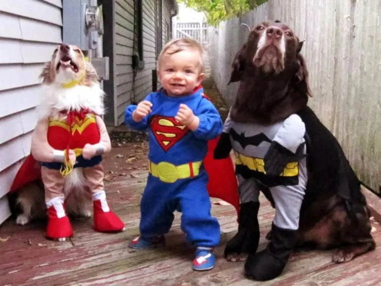 Halloween Costumes That Will Make Your Pet Look Barking Mad