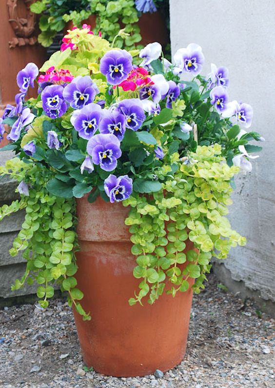 Spring Flower Pots